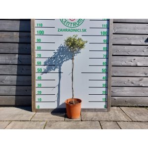 Olivovník európsky (Olea europaea)  ´CIPRESSINO´ - výška 70-90 cm, kont. C5L – NA KMIENKU (-12°C)